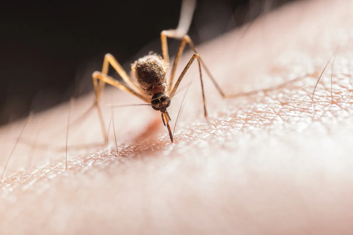 odstraszanie komarów z olejkiem eterycznym